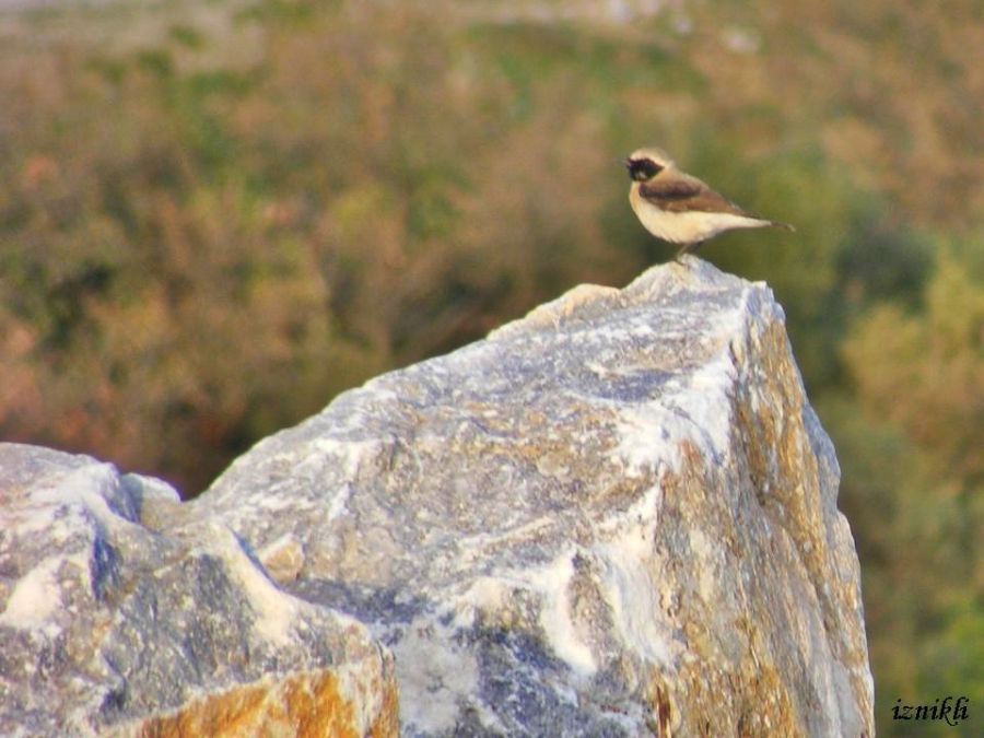 Karakulaklı kuyrukkakan