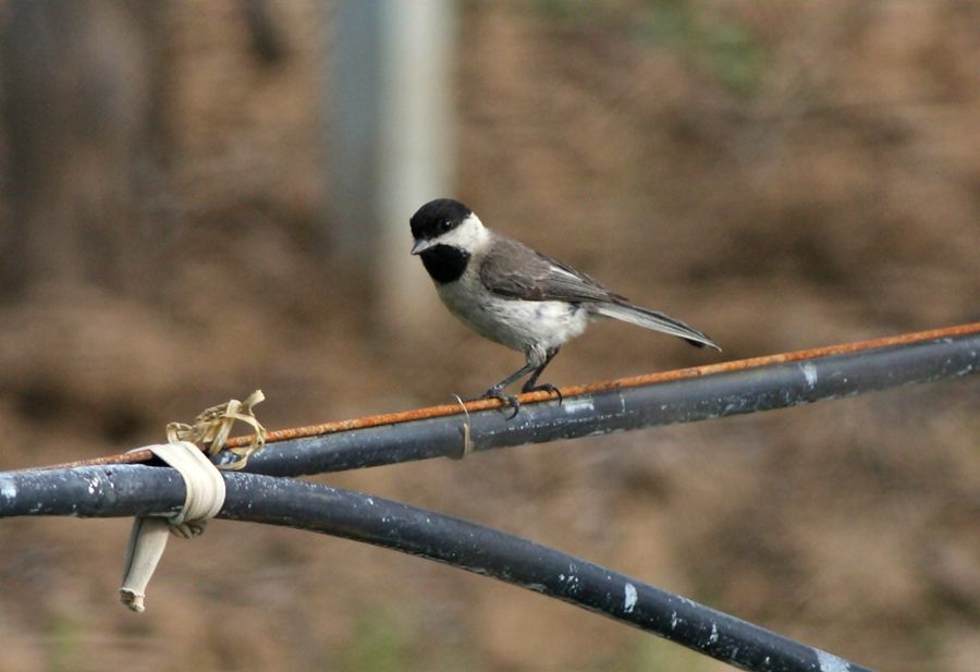Akyanaklı baştankara
