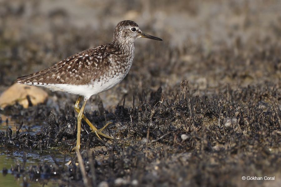 Orman düdükçünü