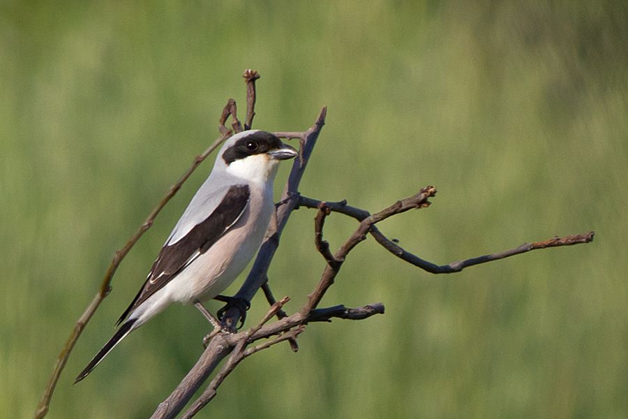 Karaalınlı örümcekkuşu