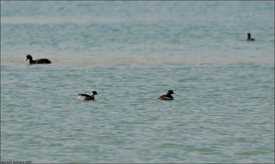 Karaboyunlu batağan