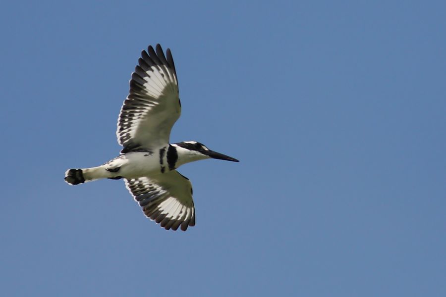 Alaca yalıçapkını