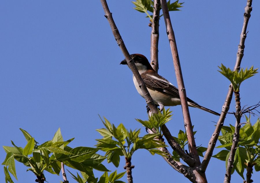 Kızılbaşlı örümcekkuşu