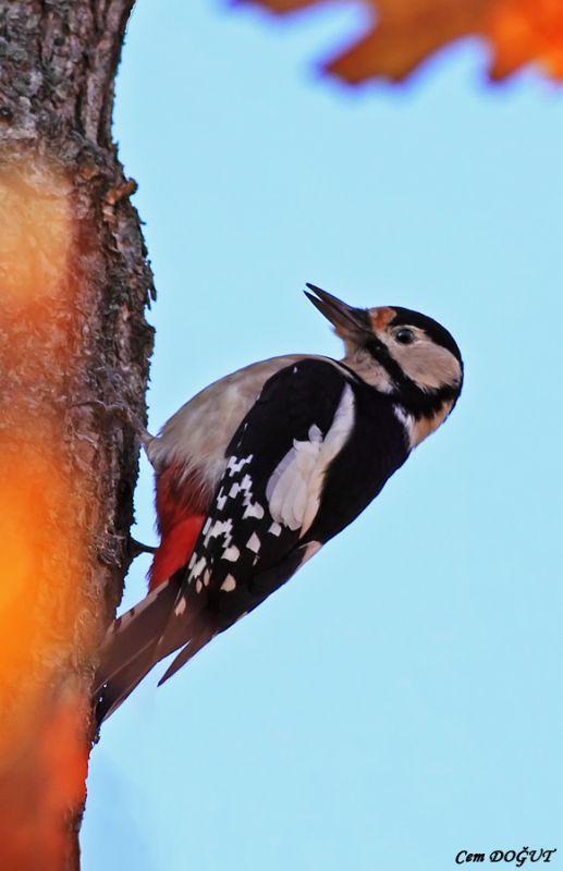 Orman alaca ağaçkakanı