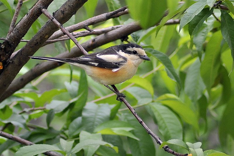 Maskeli örümcekkuşu