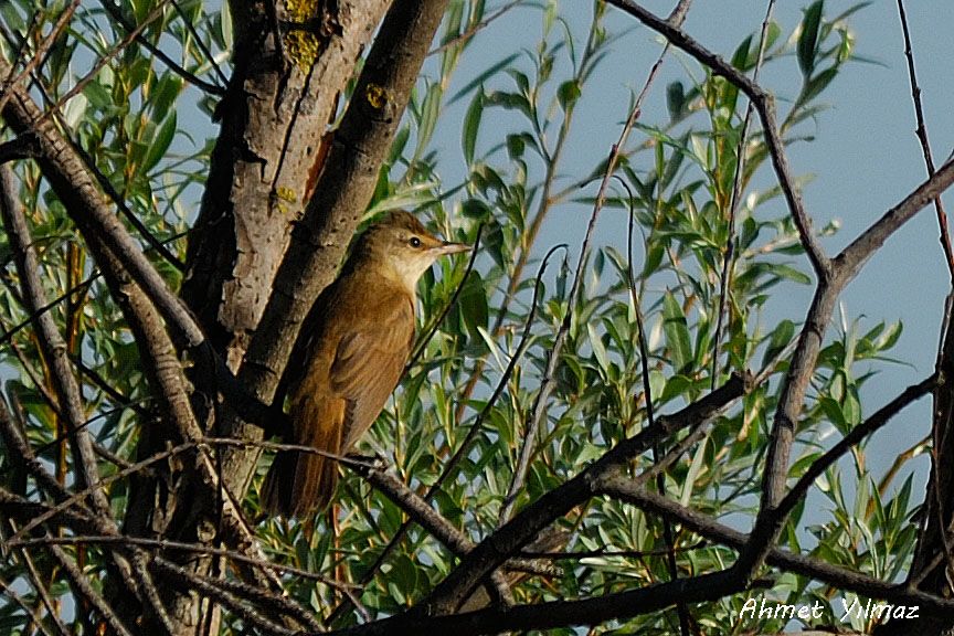 Büyük kamışçın
