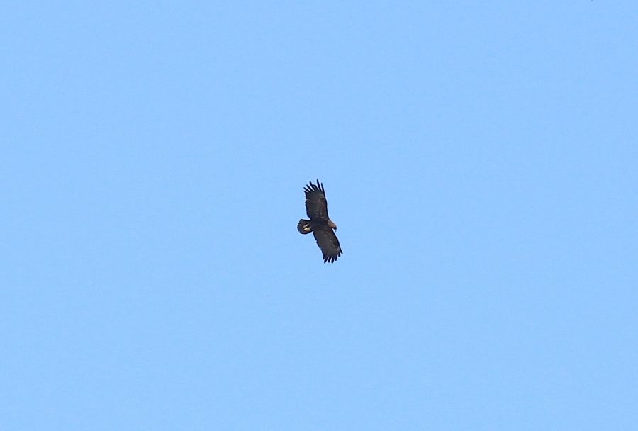 Büyük orman kartalı