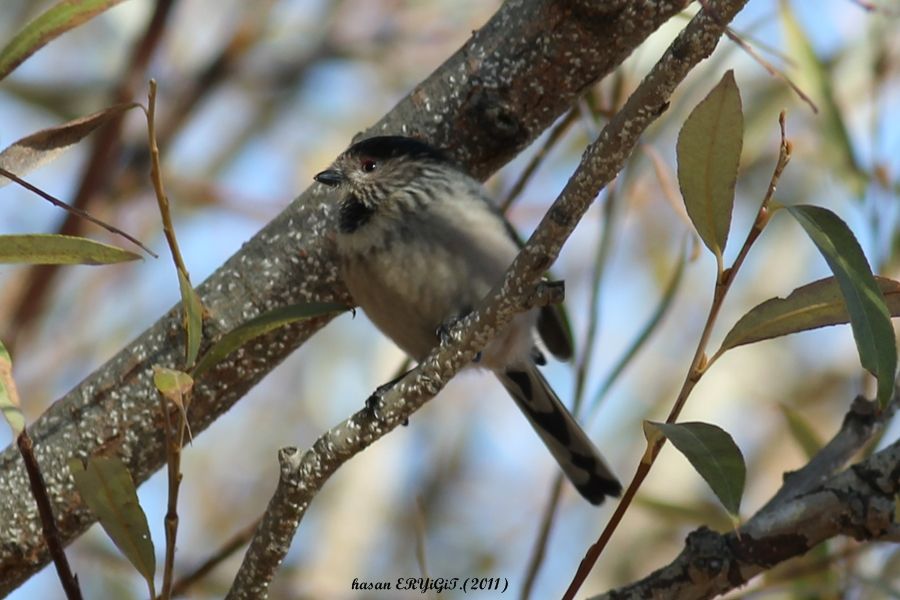 Uzunkuyruklu baştankara