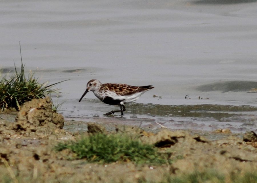 Karakarınlı kumkuşu