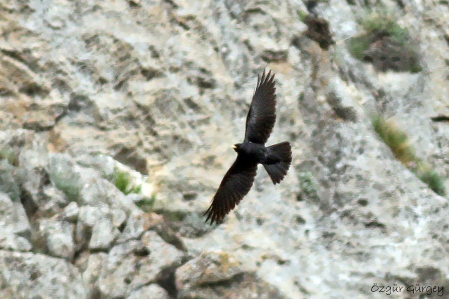 Sarıgagalı dağ kargası