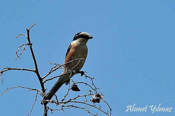 Maskeli örümcekkuşu