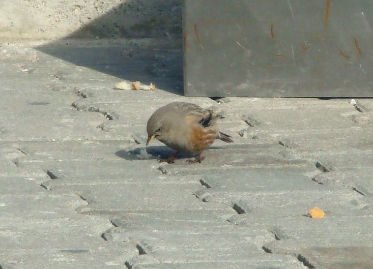 Büyük dağbülbülü