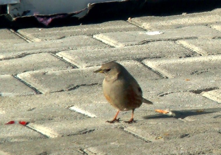 Büyük dağbülbülü