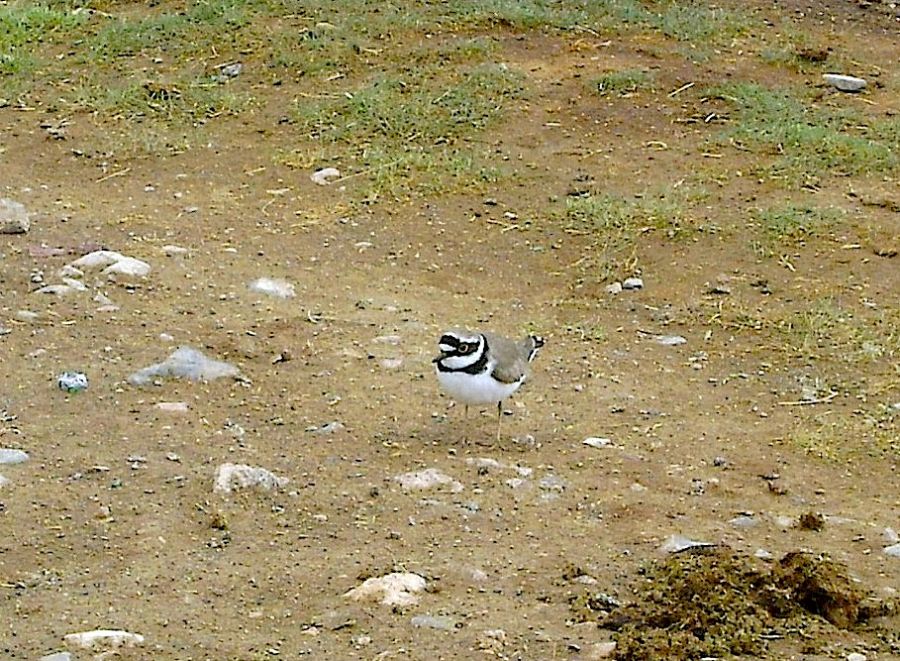 Halkalı küçük cılıbıt