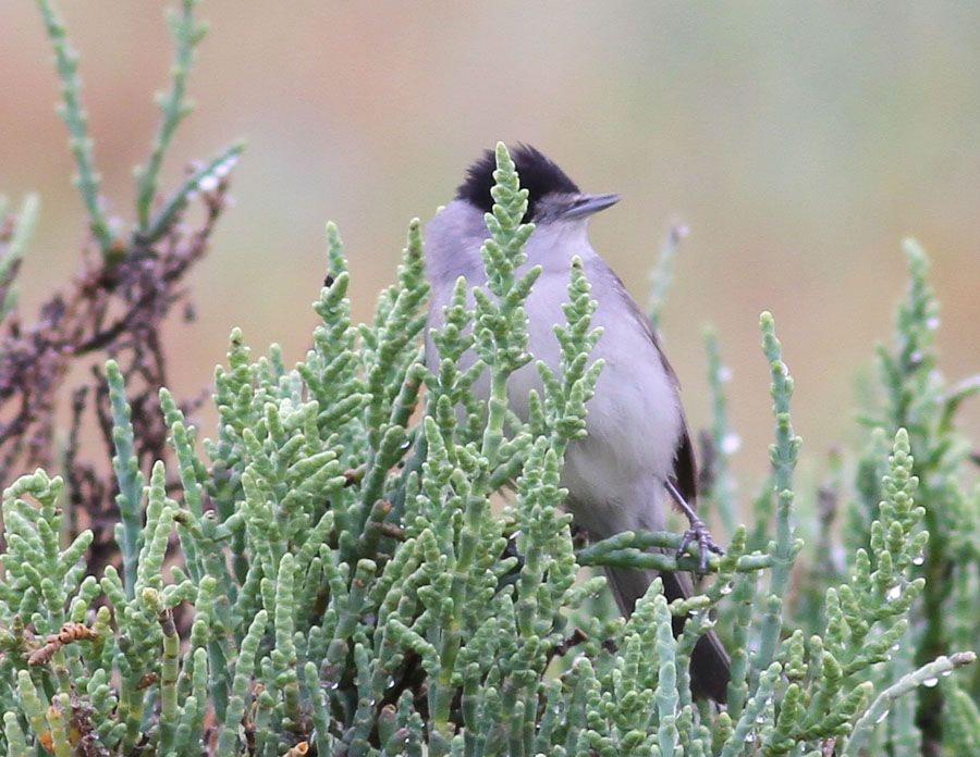 Karabaşlı ötleğen