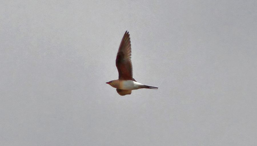 Bataklıkkırlangıcı