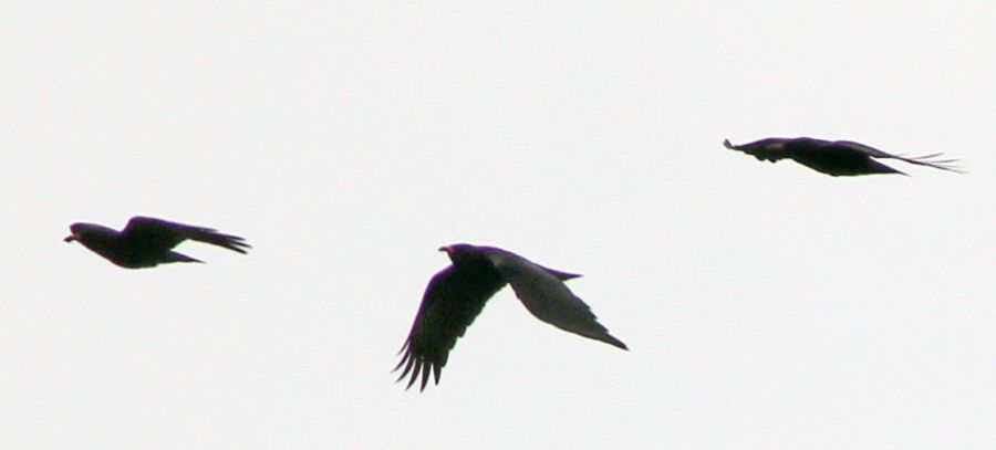 Kırmızıgagalı dağ kargası