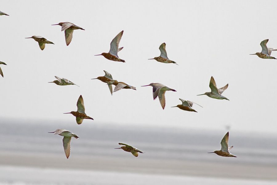 Kıyı çamurçulluğu