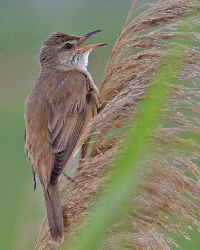 Büyük kamışçın