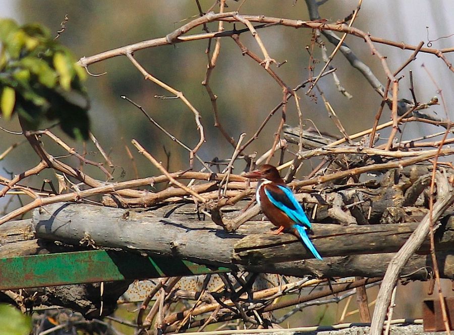 İzmir yalıçapkını