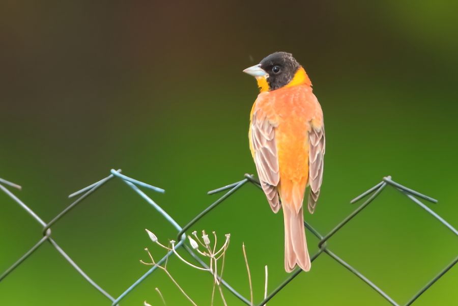 Karabaşlı kirazkuşu