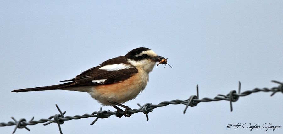 Maskeli örümcekkuşu