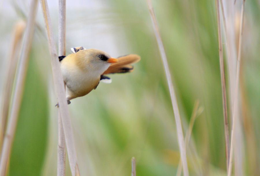 Bıyıklı baştankara