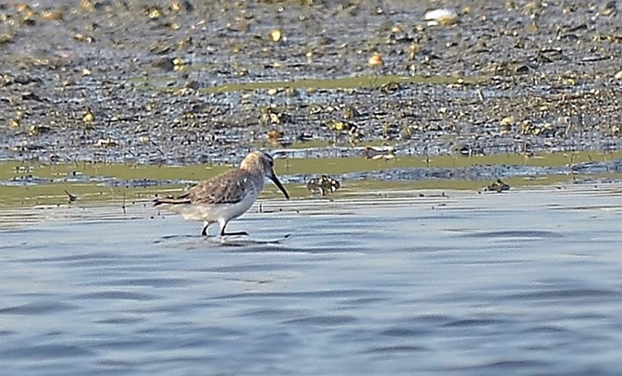 Karakarınlı kumkuşu