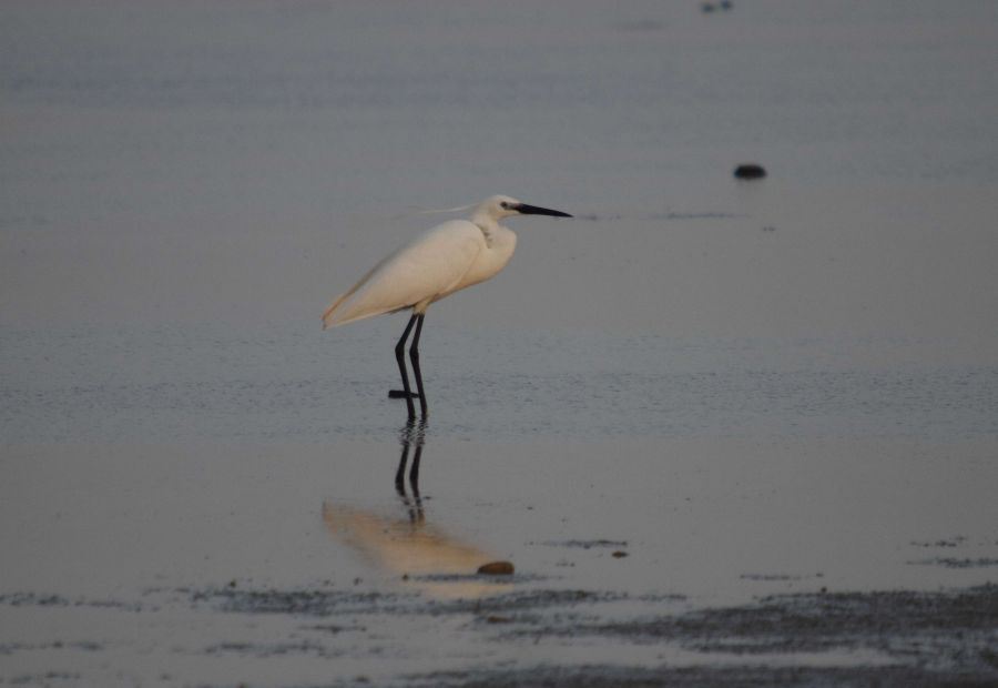 Küçük ak balıkçıl