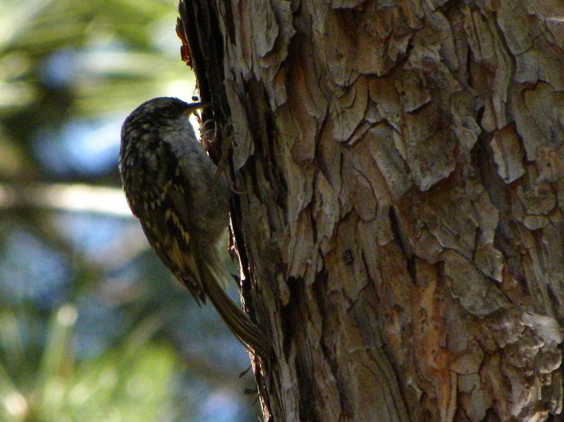 Bahçe tırmaşıkkuşu