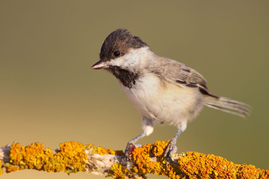 Akyanaklı baştankara