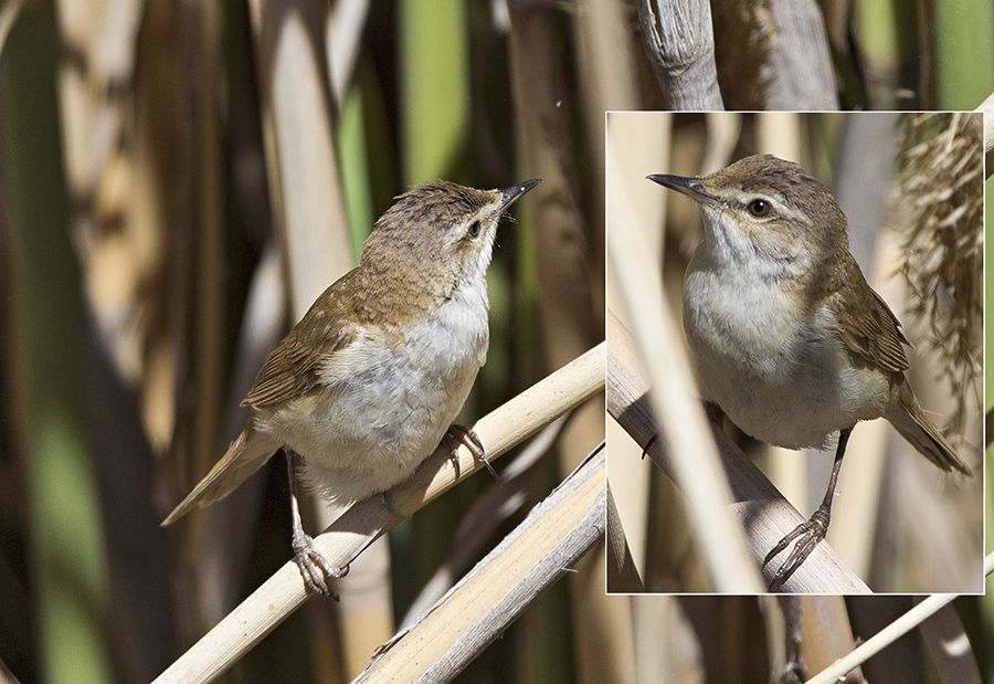 Doğu kamışçını