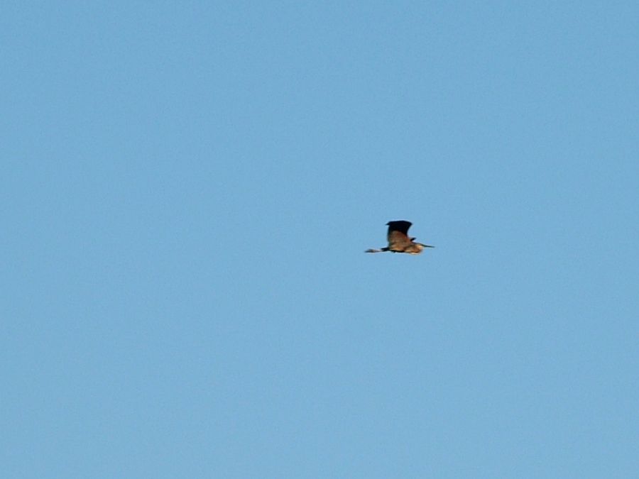 Erguvani balıkçıl