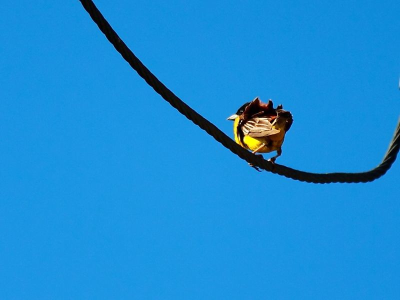 Karabaşlı kirazkuşu