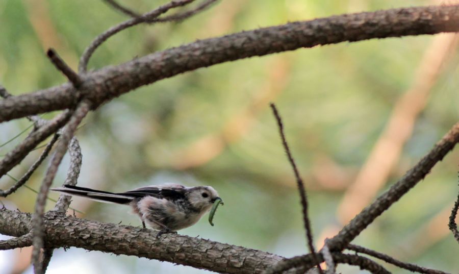 Uzunkuyruklu baştankara