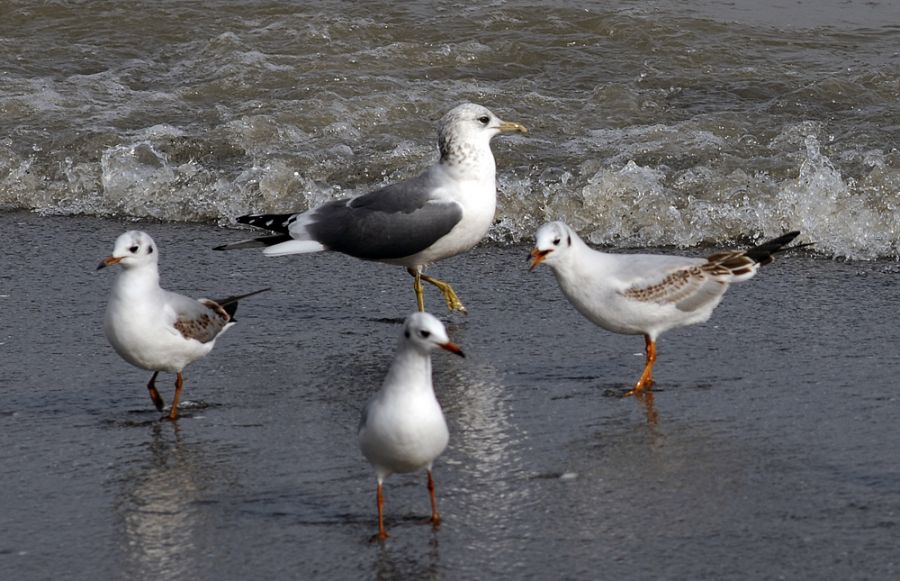 Küçük gümüş martı