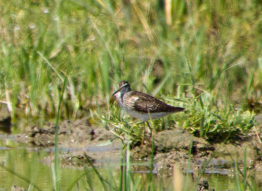 Orman düdükçünü