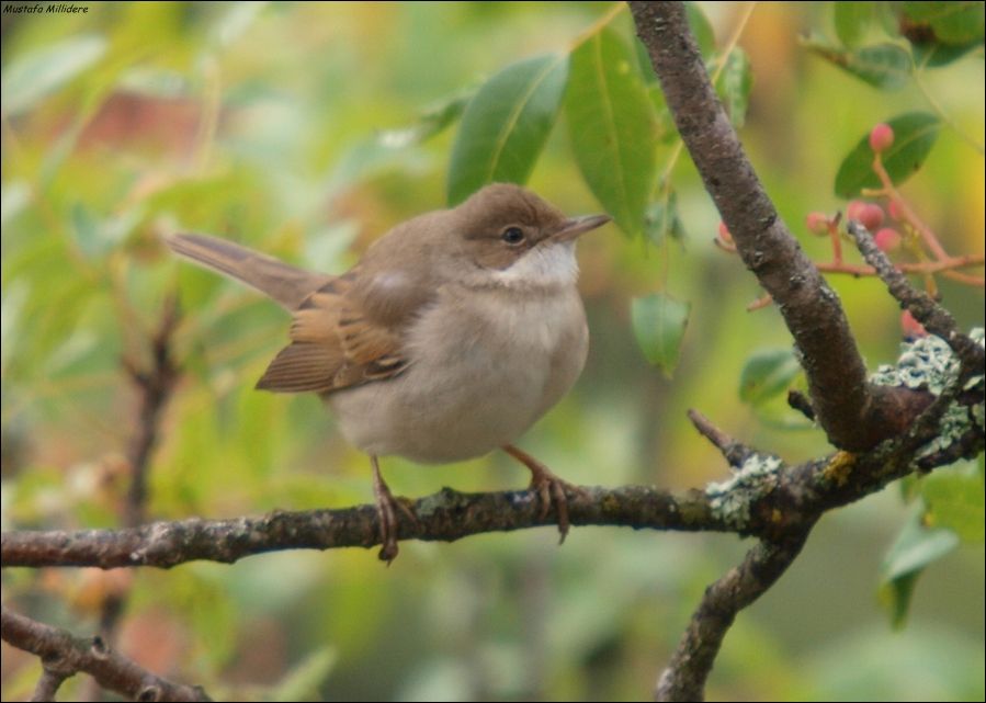 Akgerdanlı ötleğen