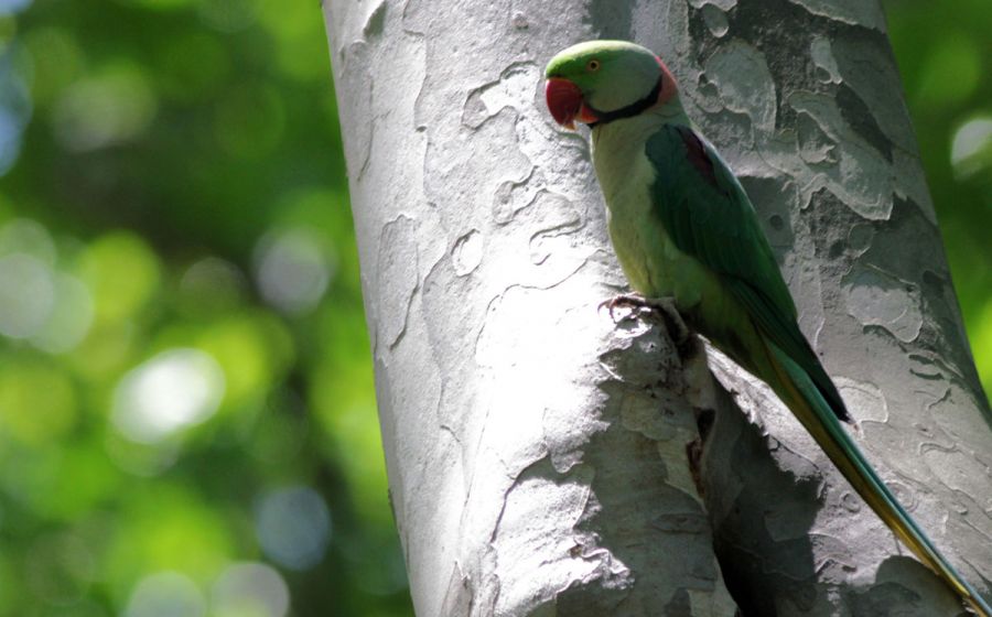İskender papağanı