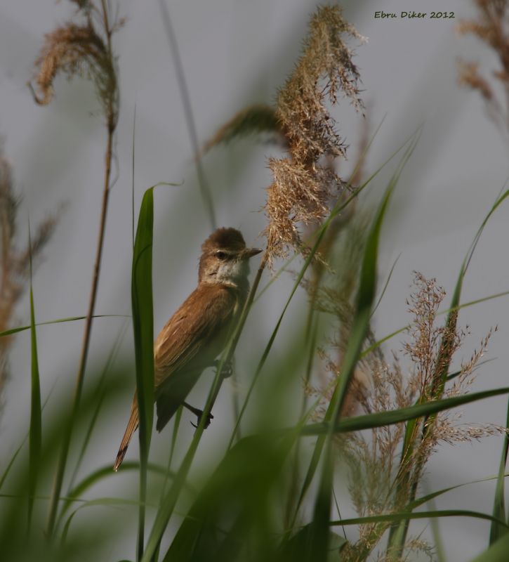 Büyük kamışçın