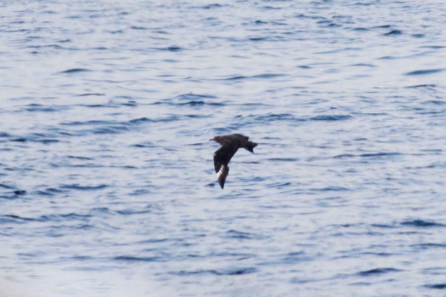 Büyük korsanmartı