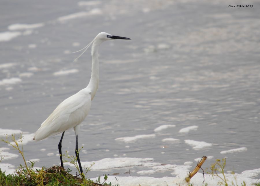 Küçük ak balıkçıl