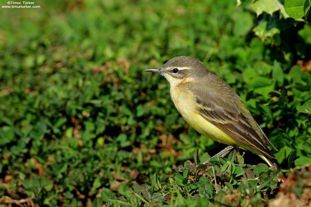 Sarı kuyruksallayan