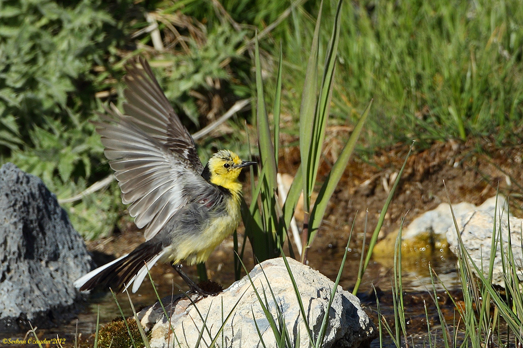 Sarıbaşlı kuyruksallayan