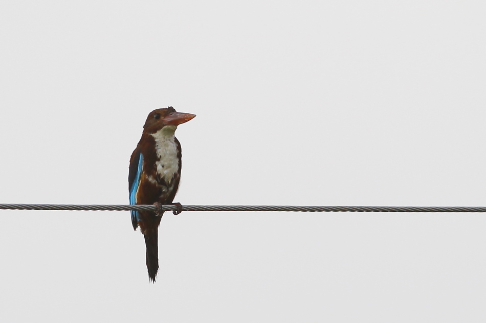İzmir yalıçapkını