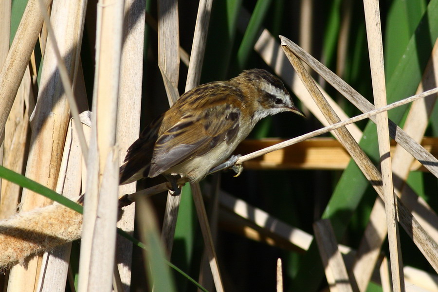 Bıyıklı kamışçın