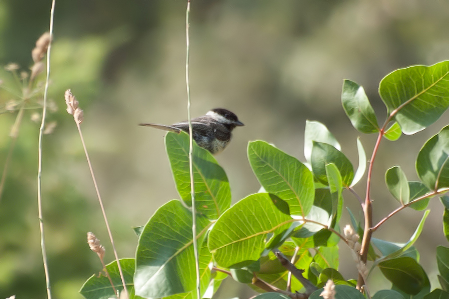 Akyanaklı baştankara