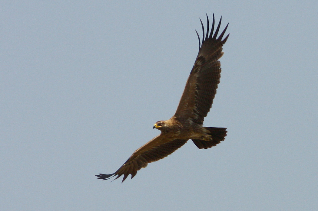Küçük orman kartalı