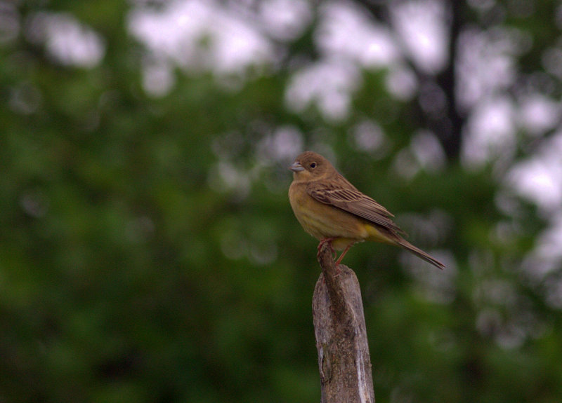 Karabaşlı kirazkuşu