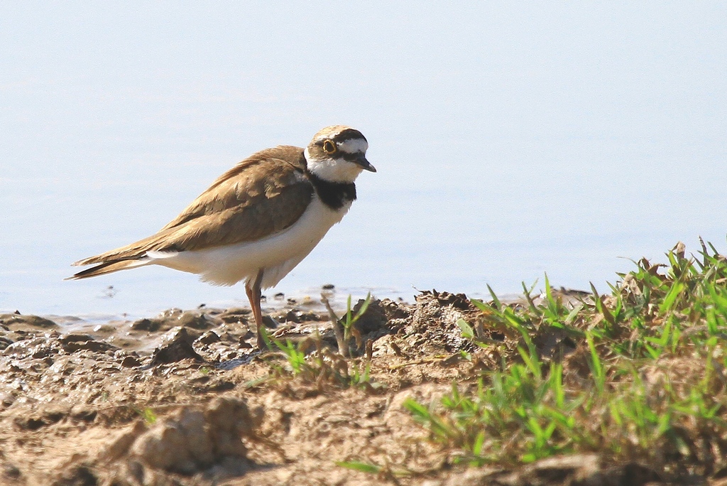 Halkalı küçük cılıbıt